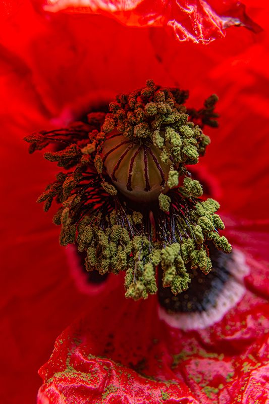 Полски мак в студио фото превью