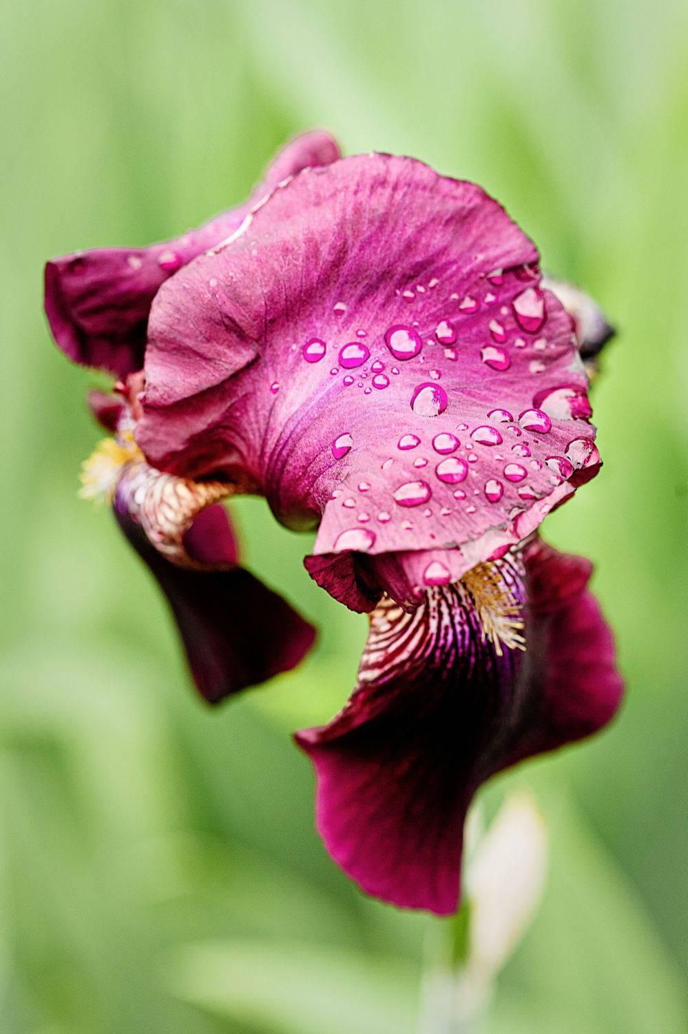 цветок, макро,, Дёгтев Евгений