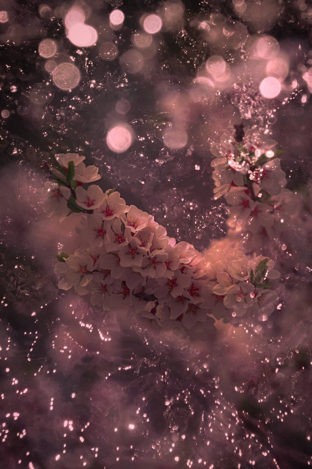 макро, macro, цветы, flower, весна, spring, вишня, Julia Kaissa