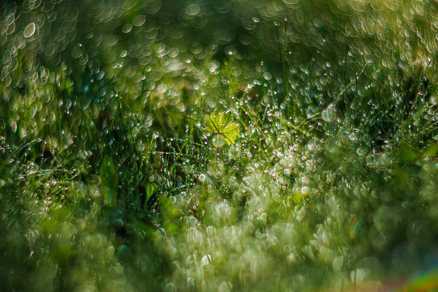 , Волынский Виктор