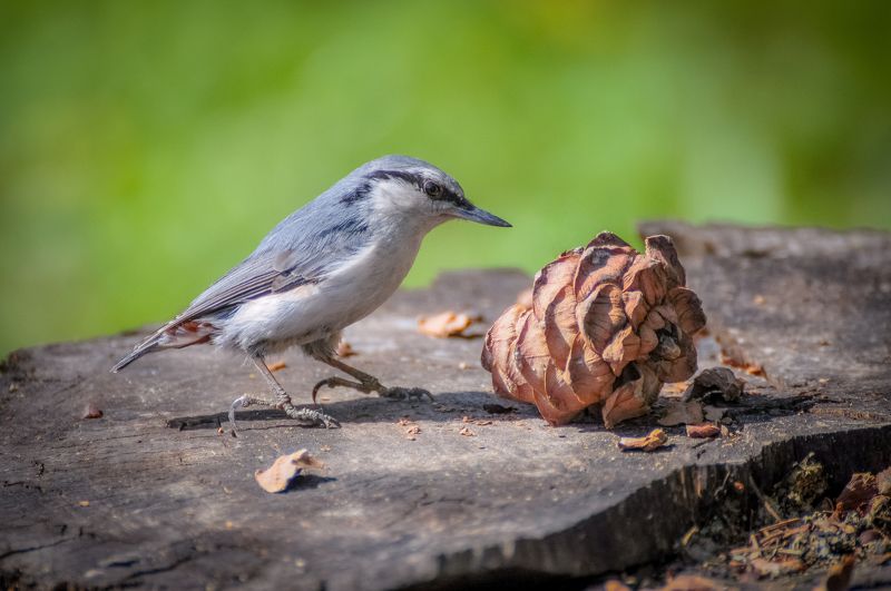 Поползень и шишка фото превью