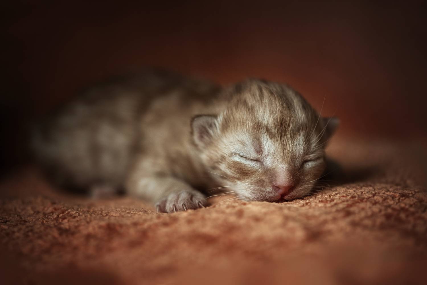 , Анастасия Думинская