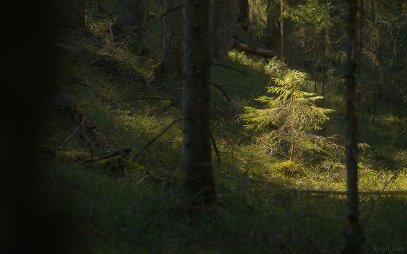 карельский перешеек, в лесах под выборгом, чаща, дремучий лес, волшебный лес, зелёный лес, ленинградская область Лесные чертоги фото превью