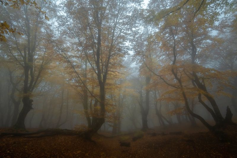 крым, туман, осень Туман в буковом лесу фото превью