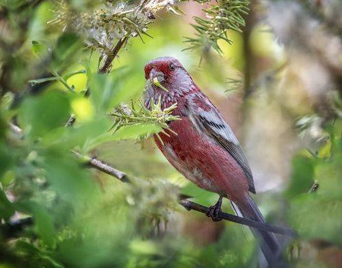 урагус обедает.