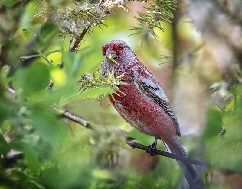 птица, урагус, весна, самец, урагус обедает. фото превью