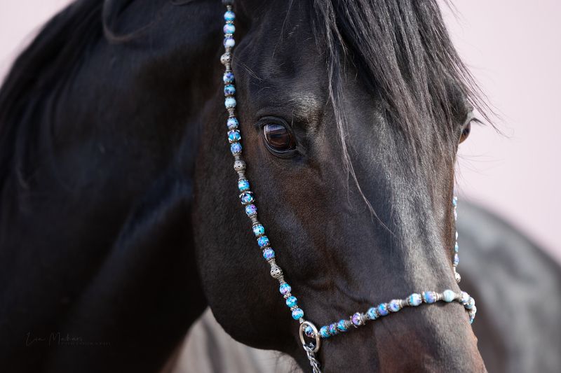 Лошадь, лошади, horse, horses, портрет Парсу фото превью