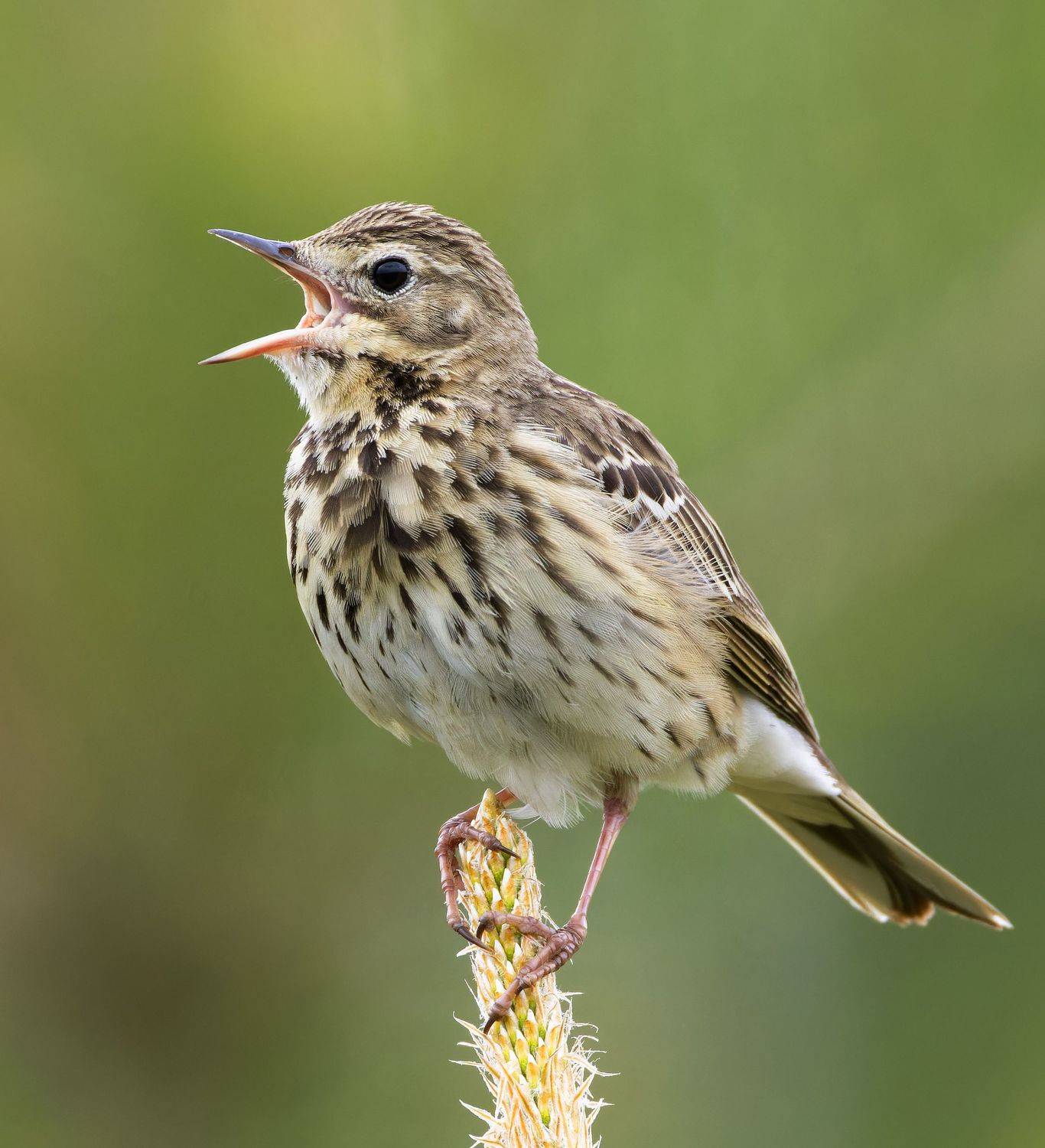 лесной конек, птицы, фото птиц, Александр Шипиленко