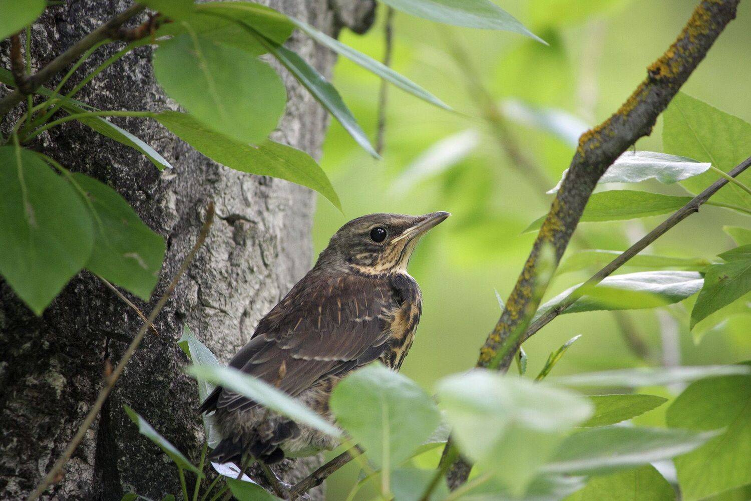 дрозд, КарОл