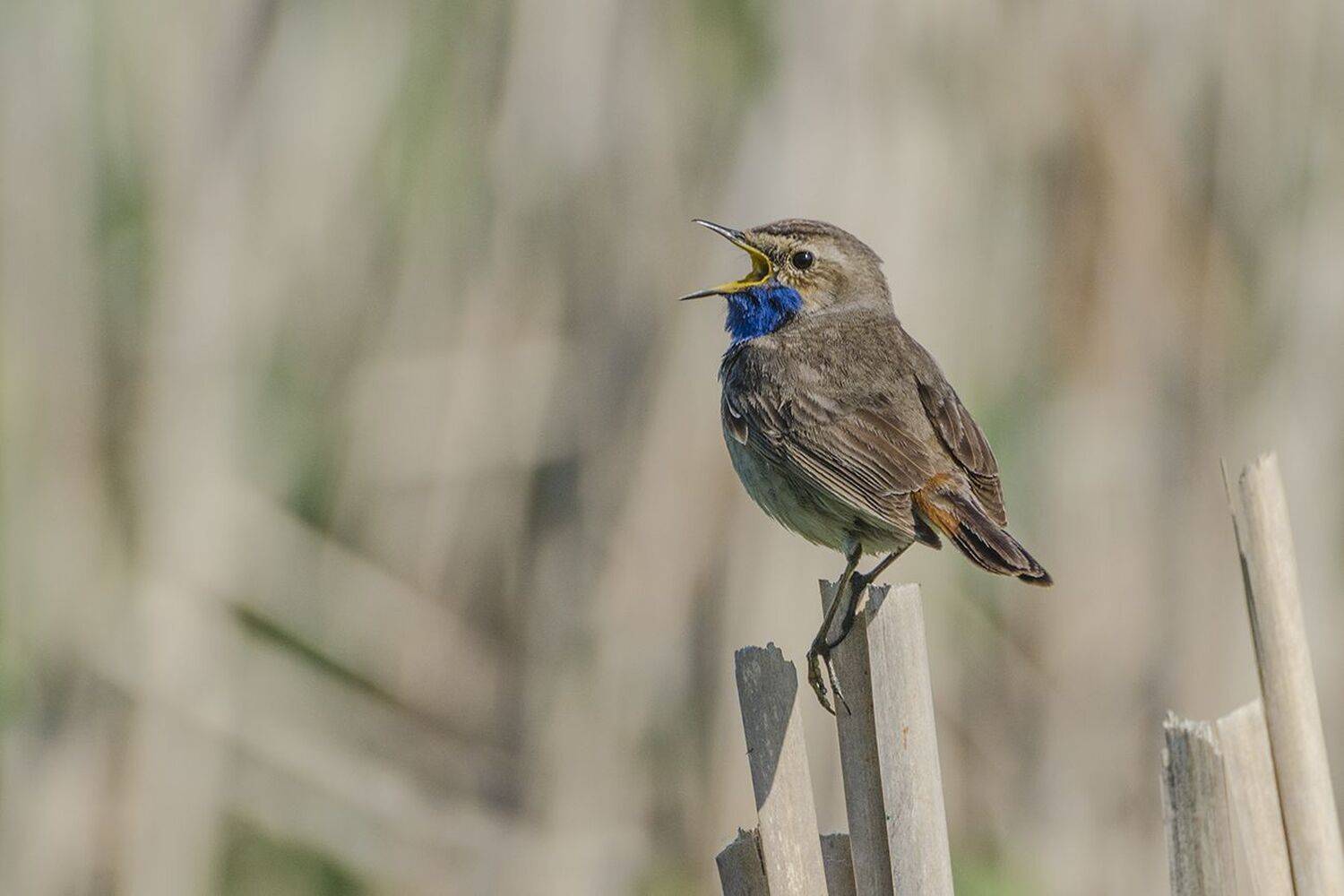 птица, варакушка, самец, Михаил Агеев