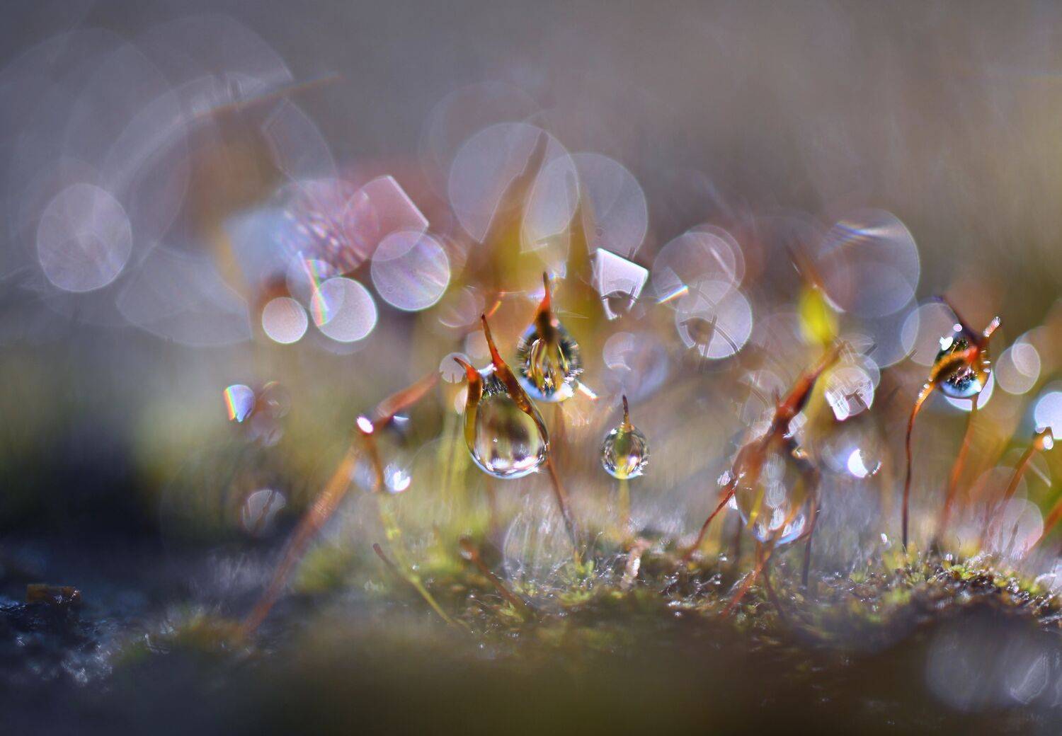 , Герчев Николай