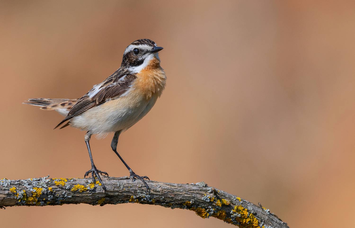 луговой чекан, птицы, весна, лето, природа, фотоохота, Руслан Сигушин