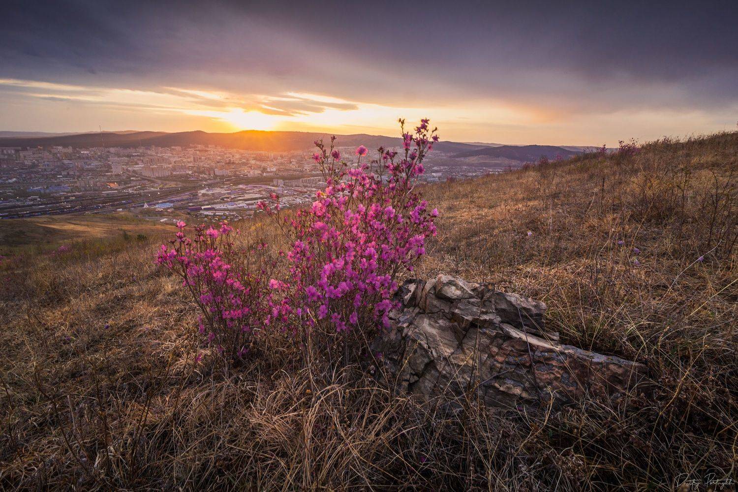 рододендрон, рододендрон даурский, чита, рассвет, забайкальский край, багульник, весна, пейзаж, забайкалье, Портных Дмитрий