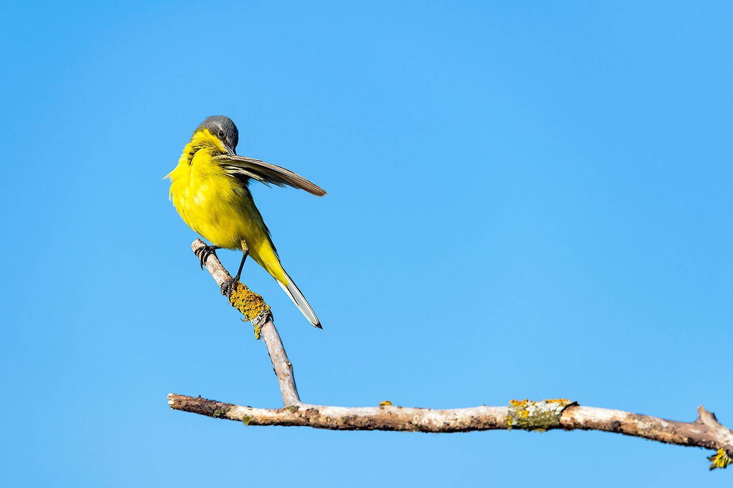 , Александр Абросимов