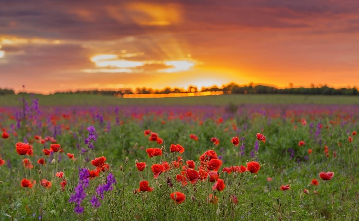 , Подосинников Максим