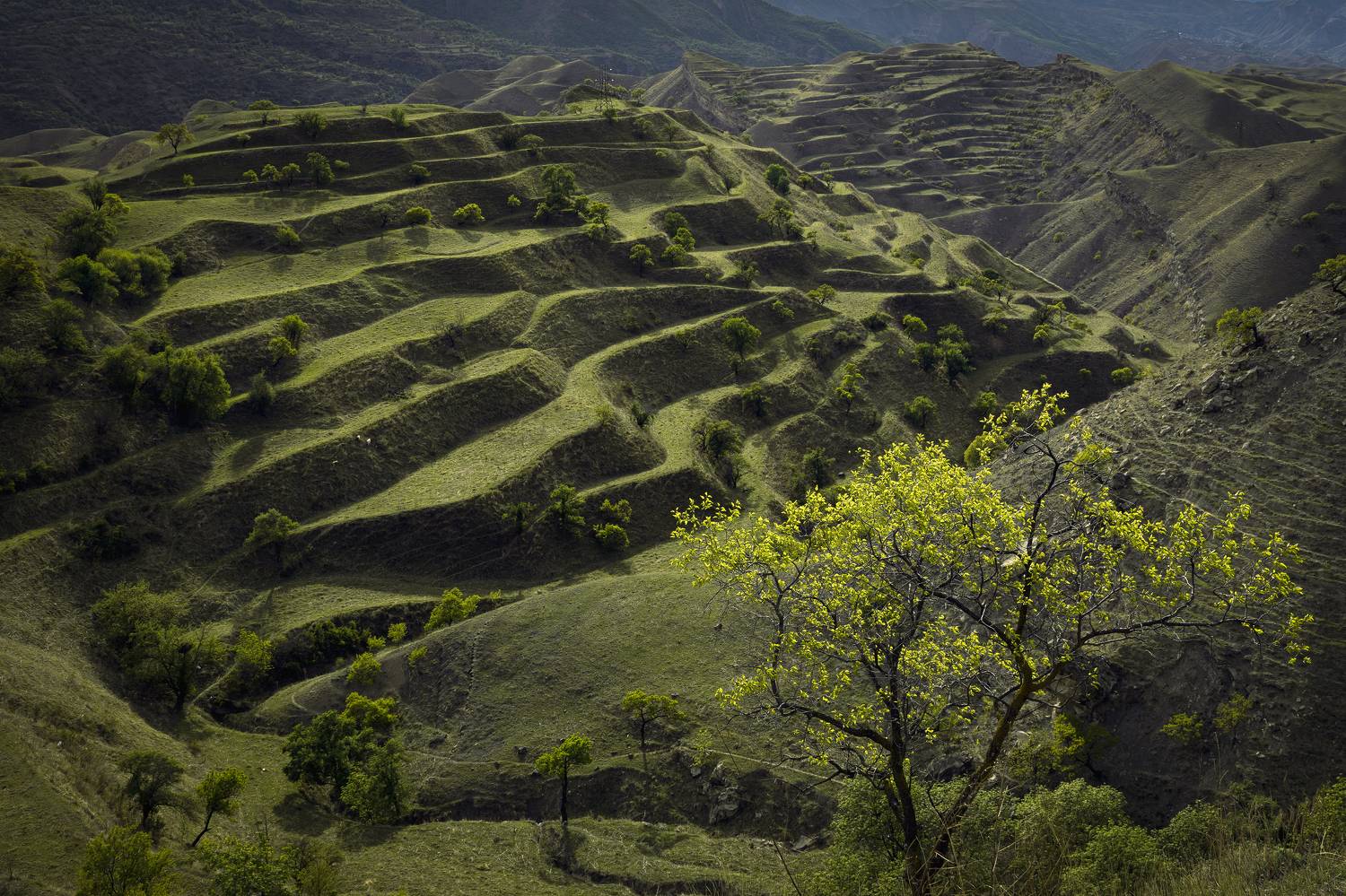 Дагестан, Елена Гусева