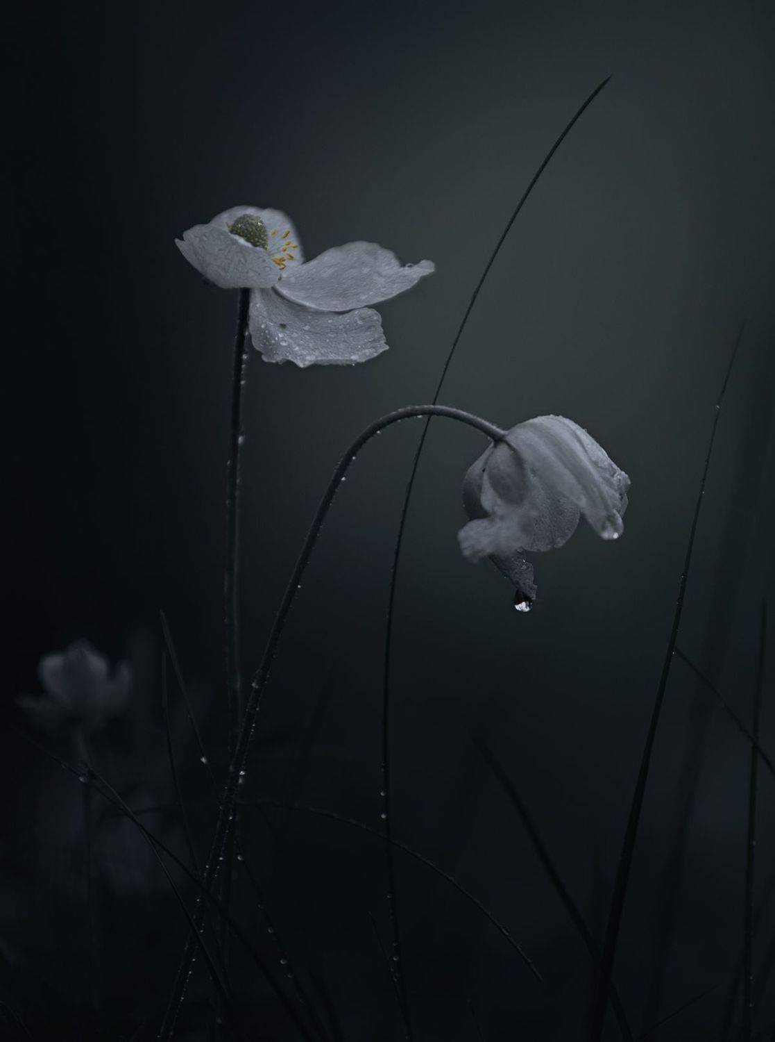 лес, свет, утро, природа, цветок, Баранов Олег