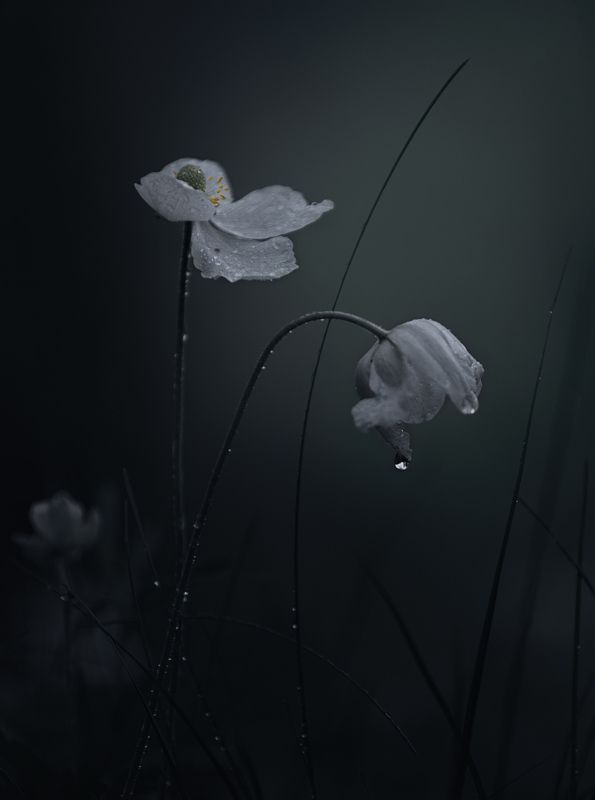 лес, свет, утро, природа, цветок *** фото превью