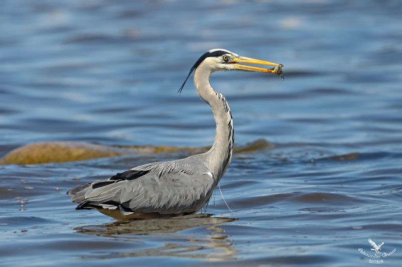 Мал улов, да дорог. фото превью