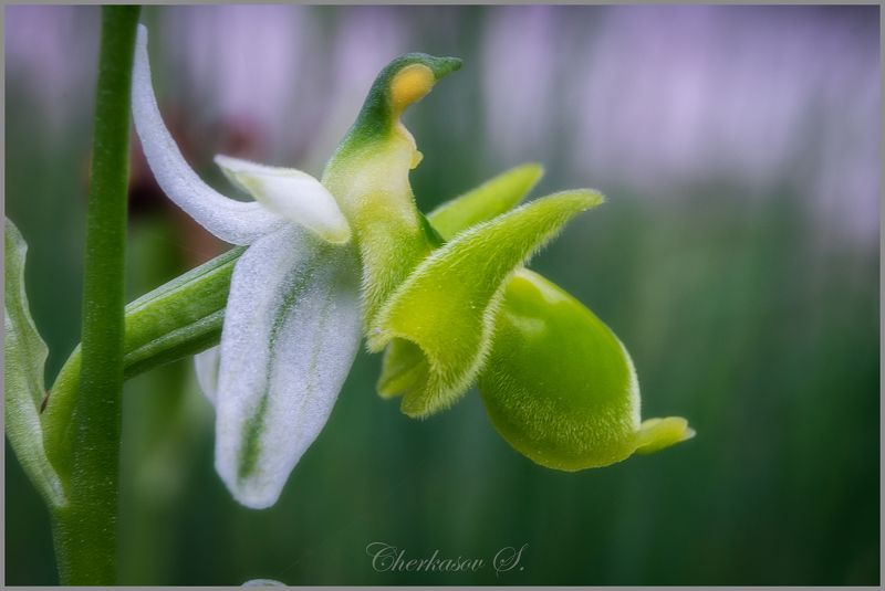 Ophrys oestrifera фото превью