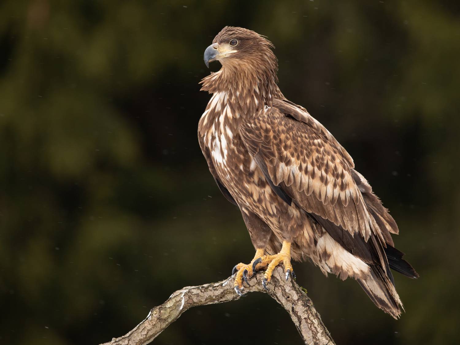 орлан, хищник, птицы,, Vladimir Pakalevich