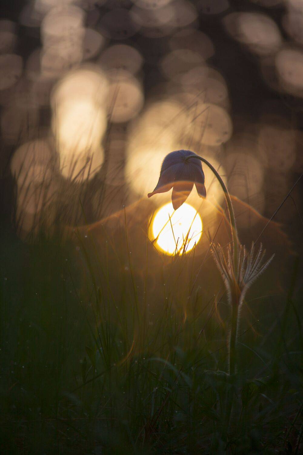 , Викулов Николай