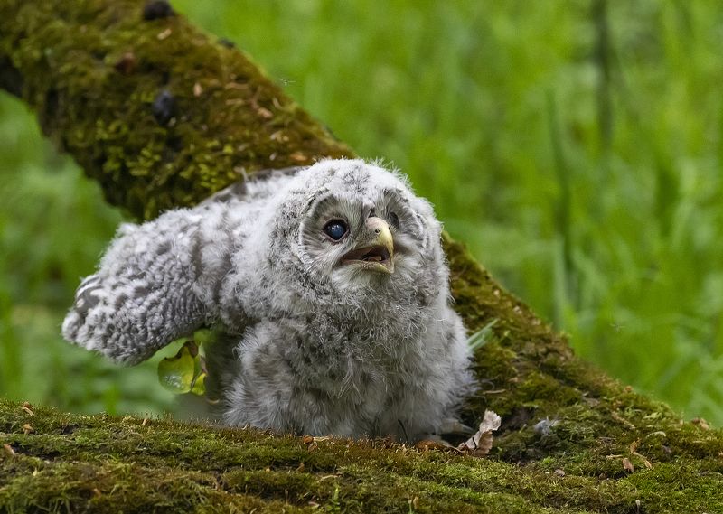 Птенцы длиннохвостой совы фото превью