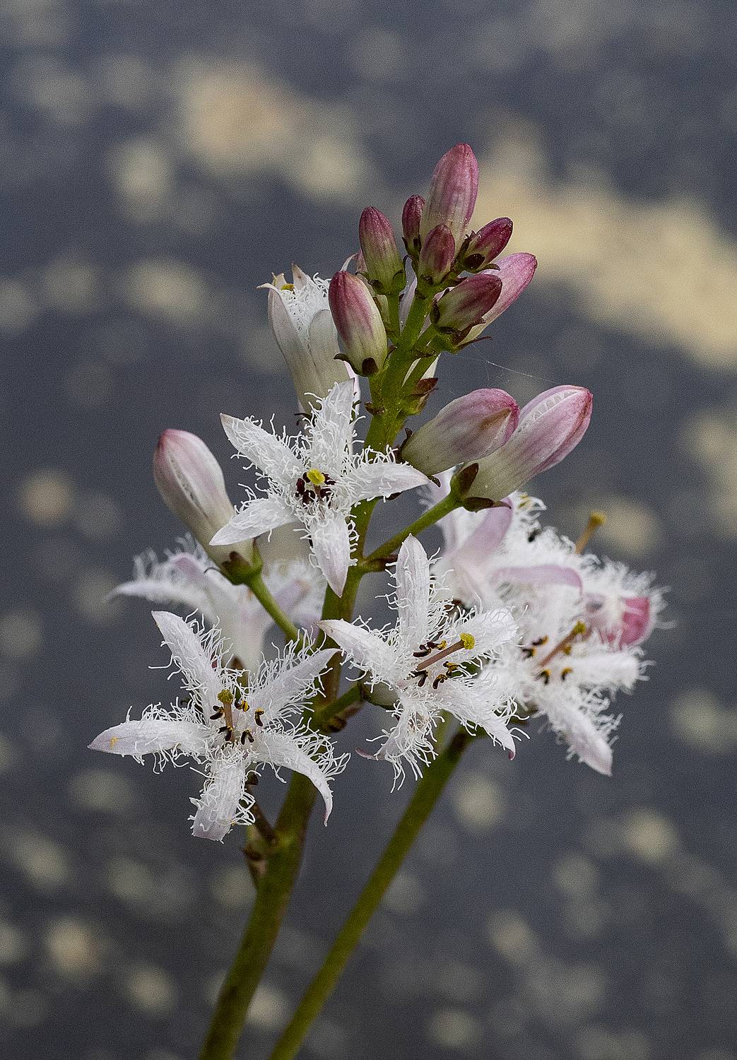 растения, болото, вахта трёхлистная, цветы, Широких Александр