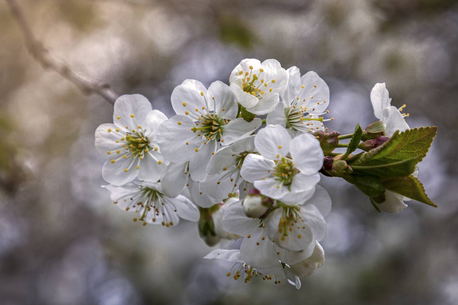 , Елена Гусева