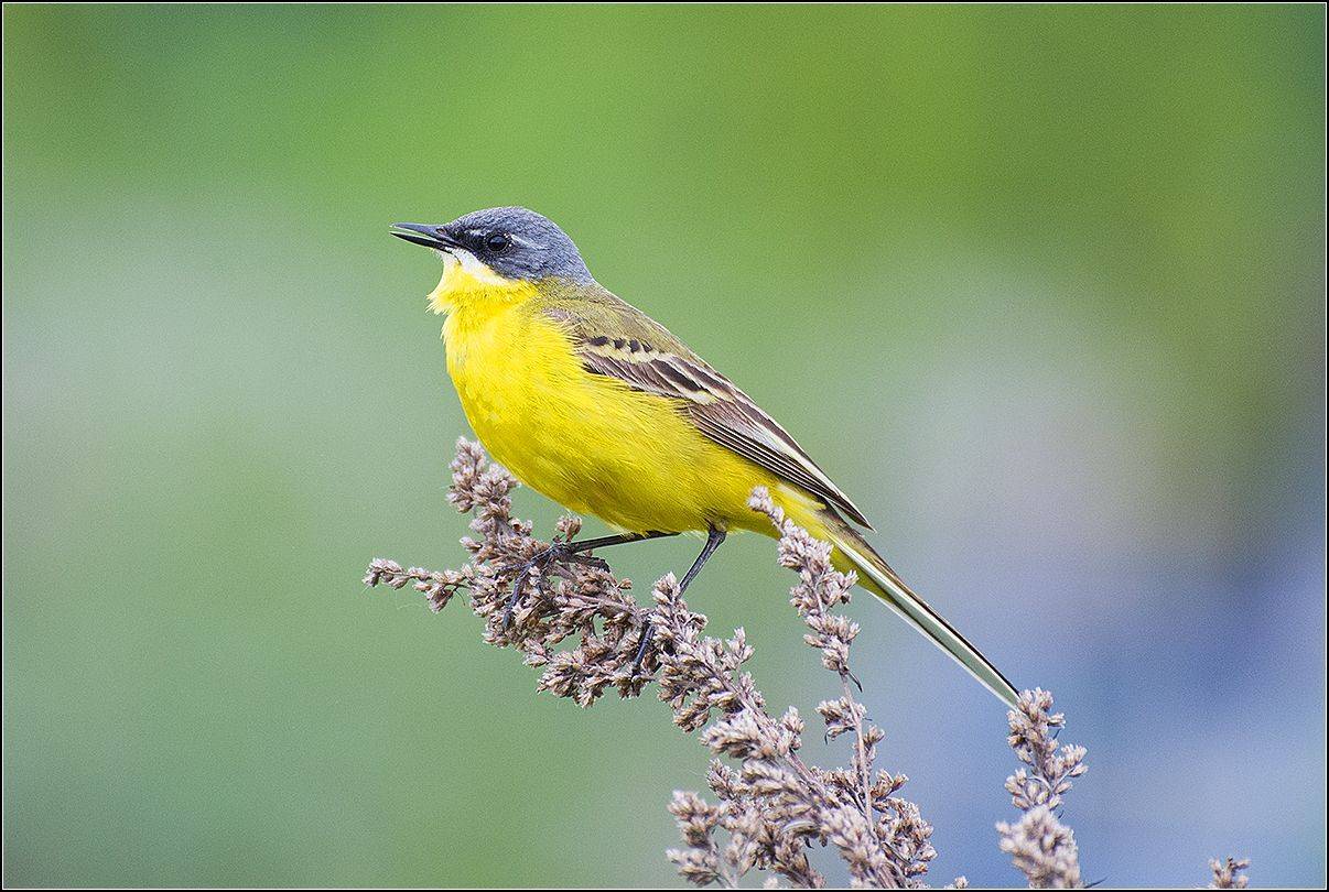 москва, май,парк, птица, жёлтая трясагуска, АНАТОЛИЙ ДОВЫДЕНКО