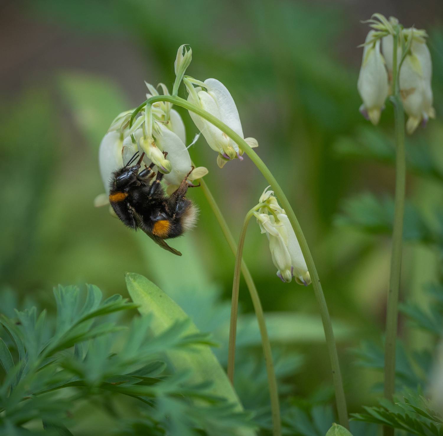 , Курлянцев Алексей