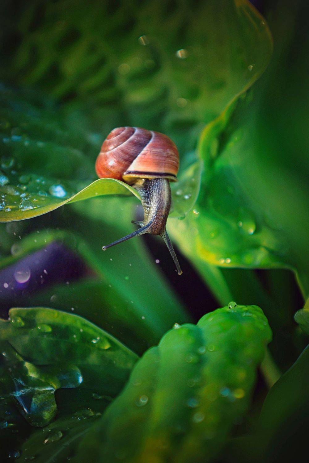 улитка,макро,природа, Татьяна Максакова