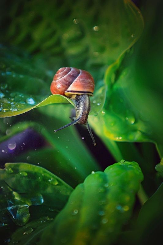 улитка,макро,природа Любопытная фото превью