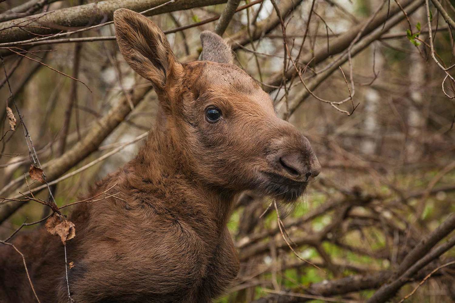 , Напалкин Станислав