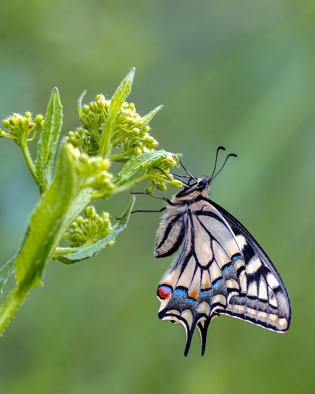 фото превью