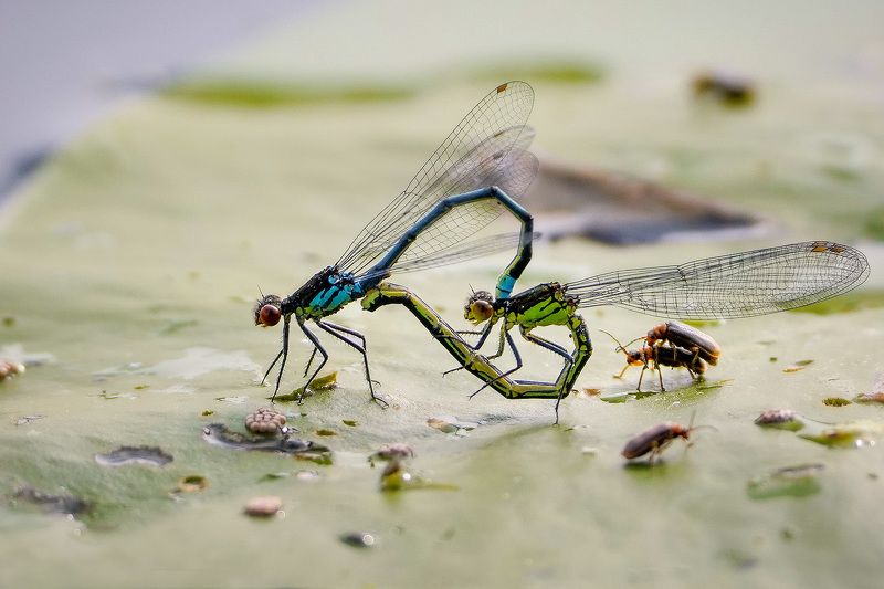 Весна - время любви! фото превью
