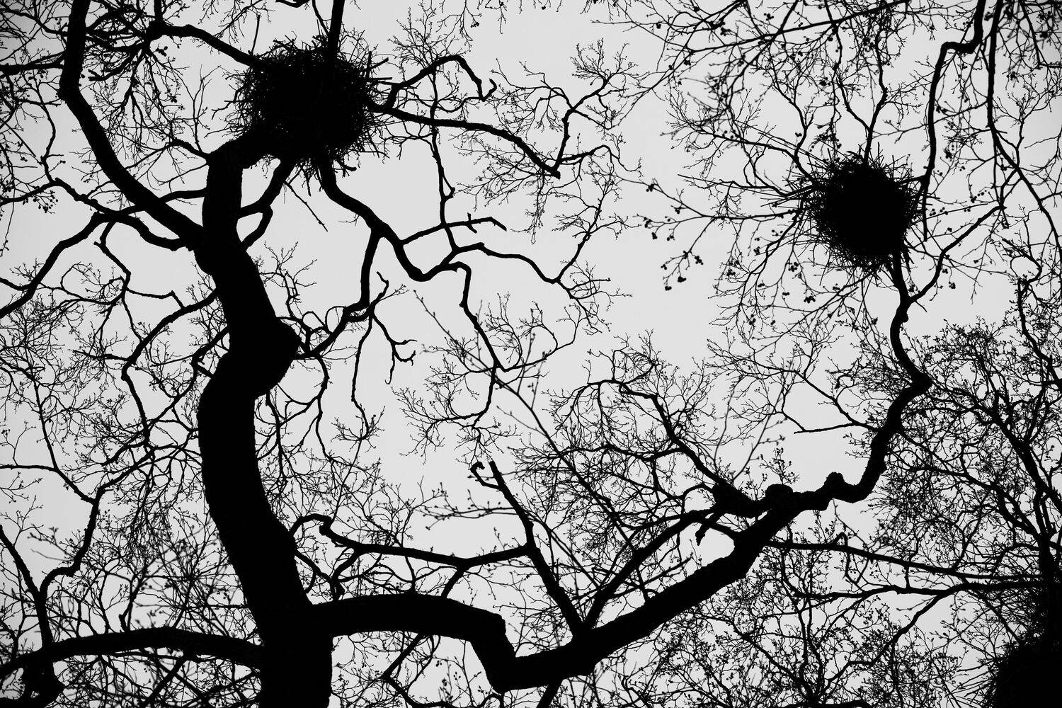 природа, деревья, Кассандра Мареева