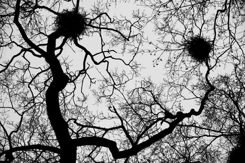 природа, деревья Улыбка природы фото превью