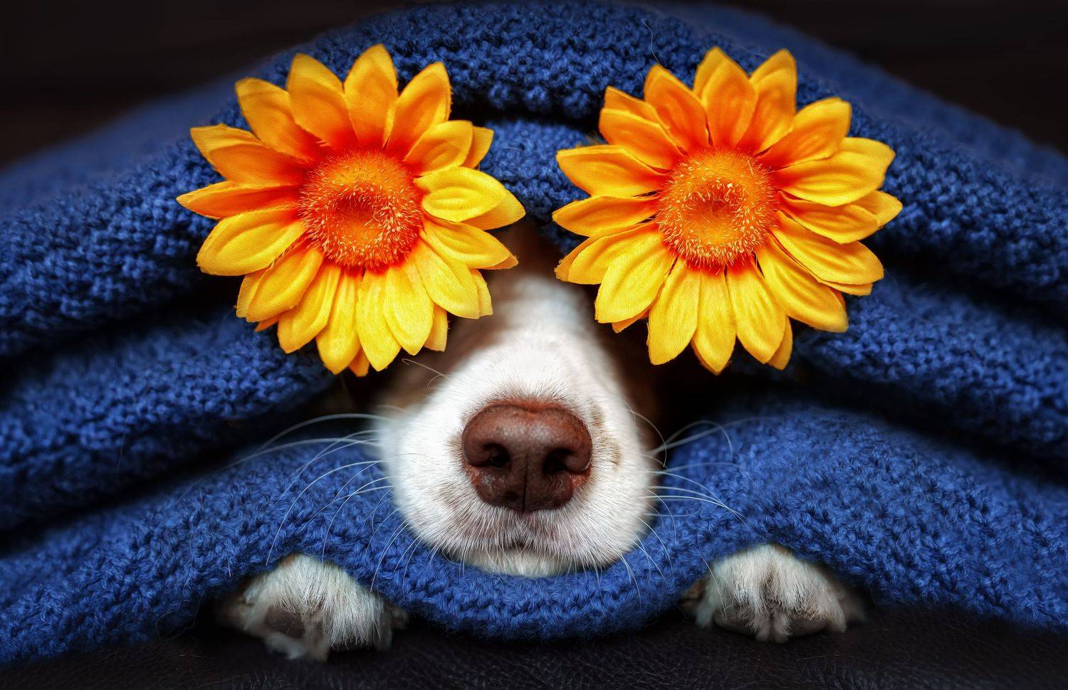 狗 宠物 , 宠物摄影师狗哥