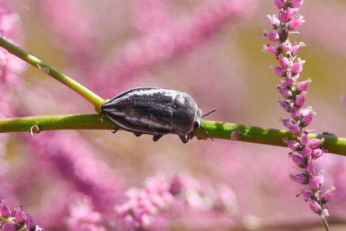Cyphosoma tataricum