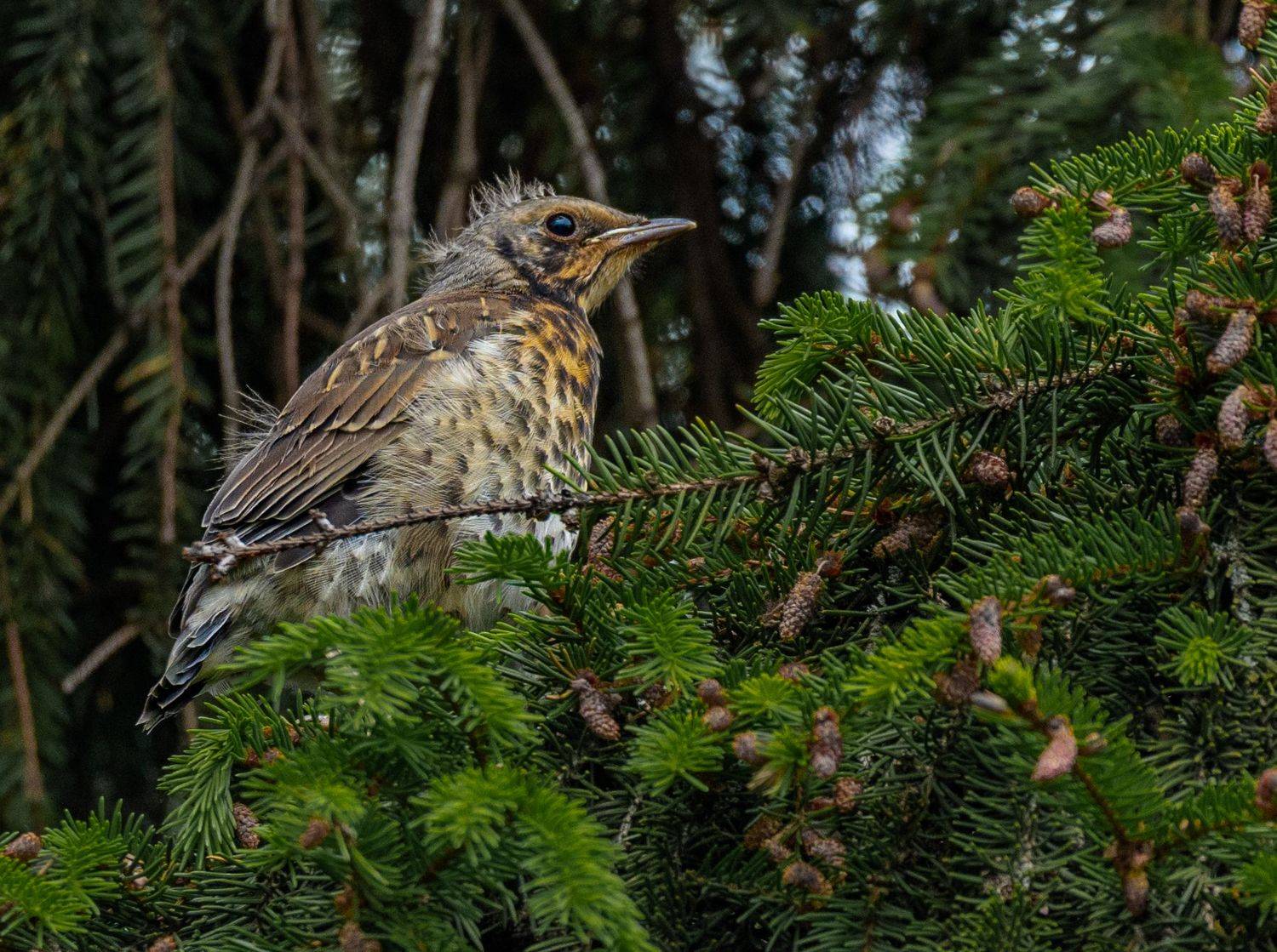 , Курлянцев Алексей