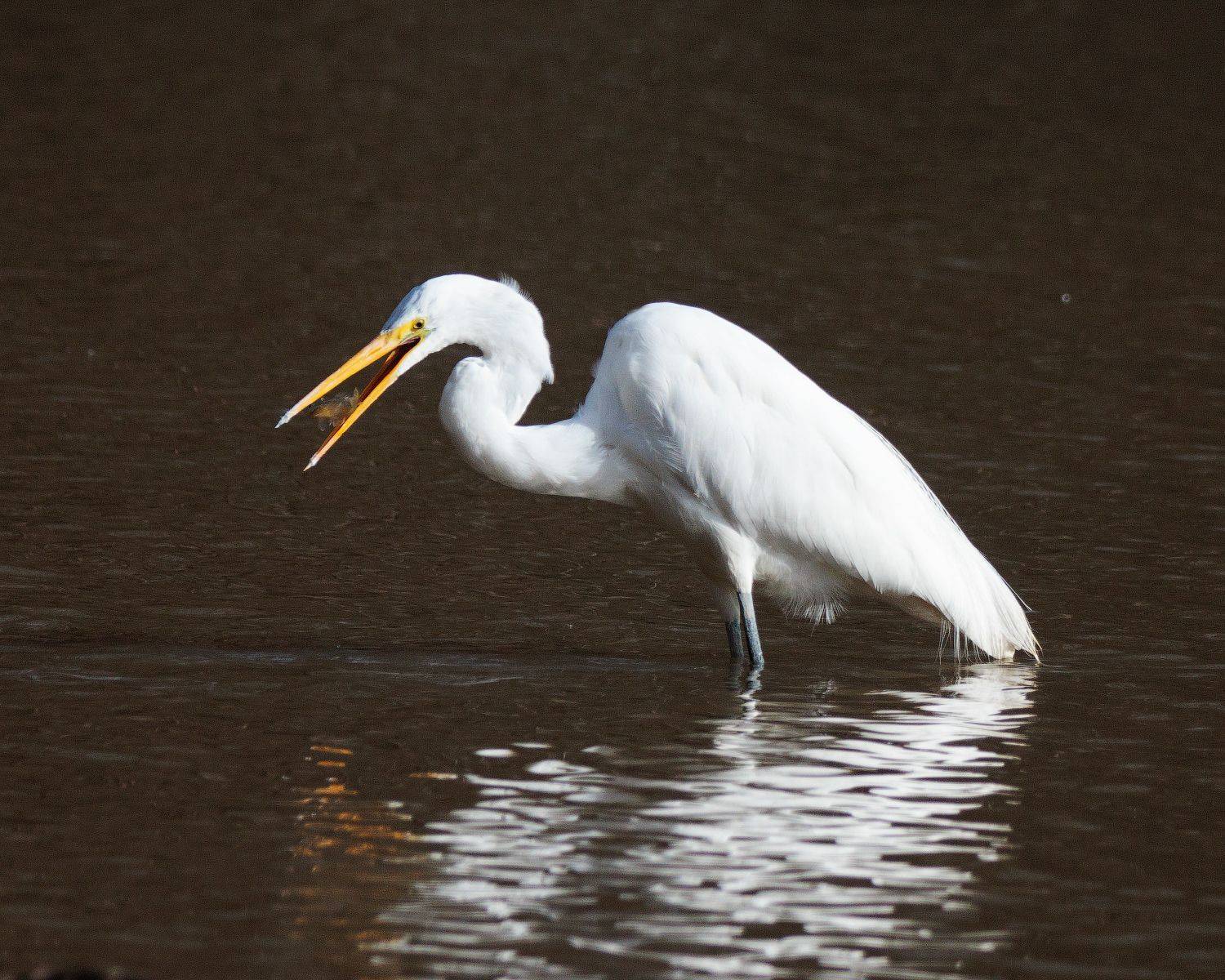 , Леонид Дьяченко