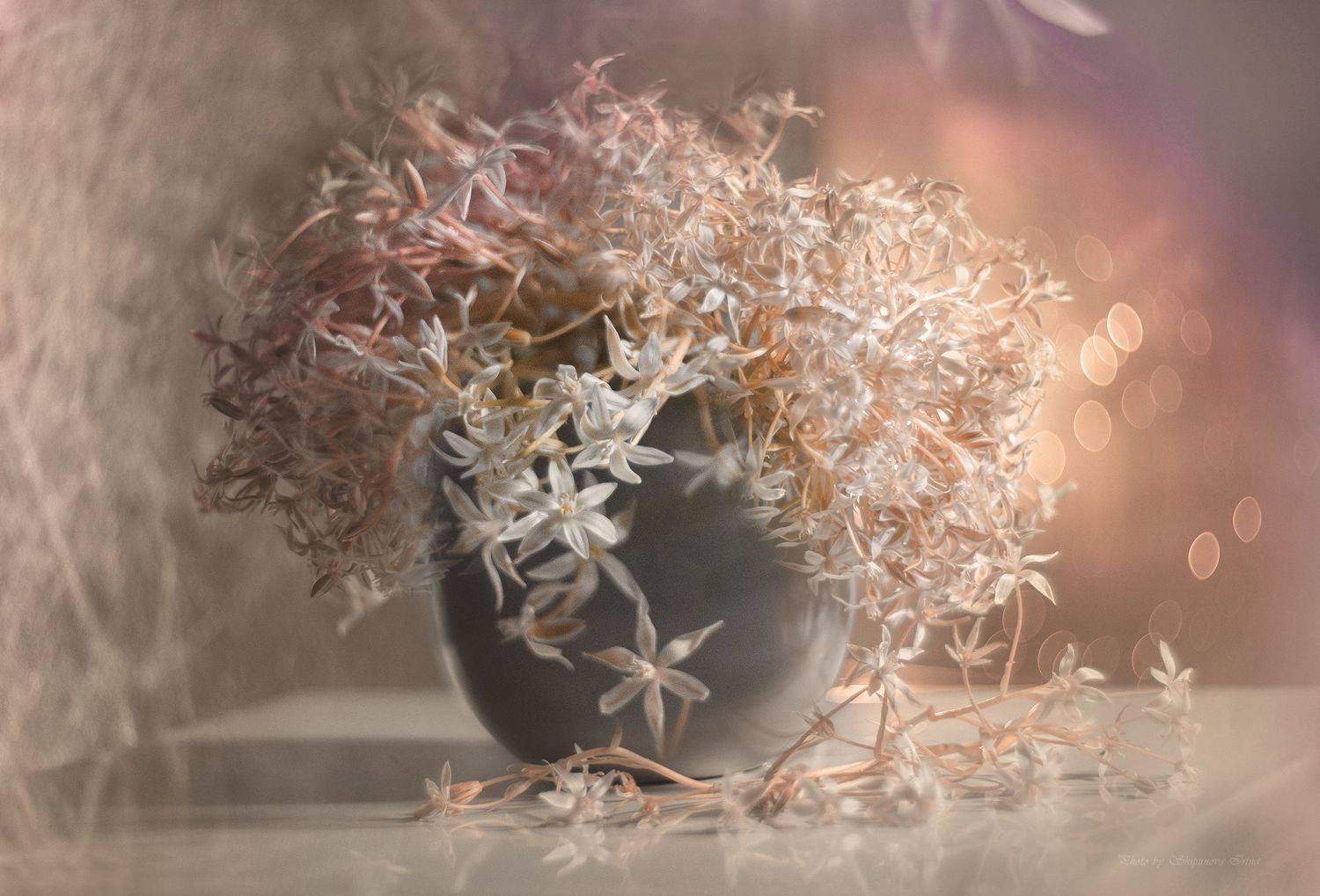 гелиос, птицемлечник, боке, арт, Ирина Шипунова