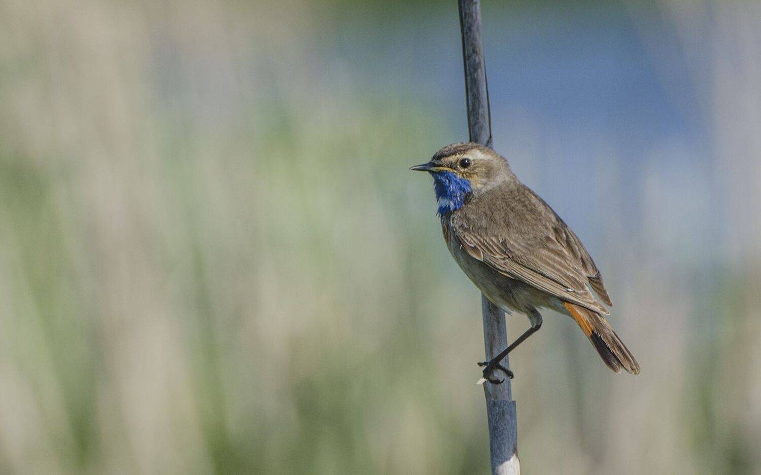 птица, варакушка, самец, Михаил Агеев