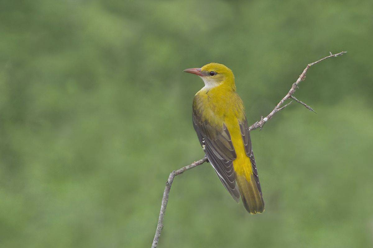 , Евгени Стефанов