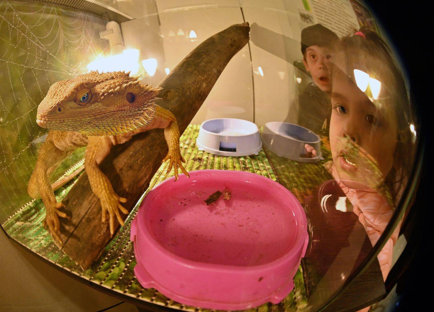 , Меднов Влад