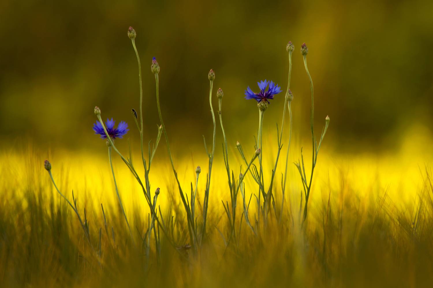 meadow, wildflower, field, spring, grass, flower, springtime, flower, green, flowers, plant, chaber, nature, canon, eos7d,centaurea,flora,bloom, Damian Cyfka