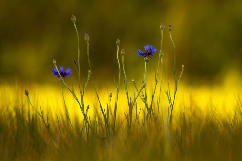 meadow, wildflower, field, spring, grass, flower, springtime, flower, green, flowers, plant, chaber, nature, canon, eos7d,centaurea,flora,bloom Centaurea фото превью