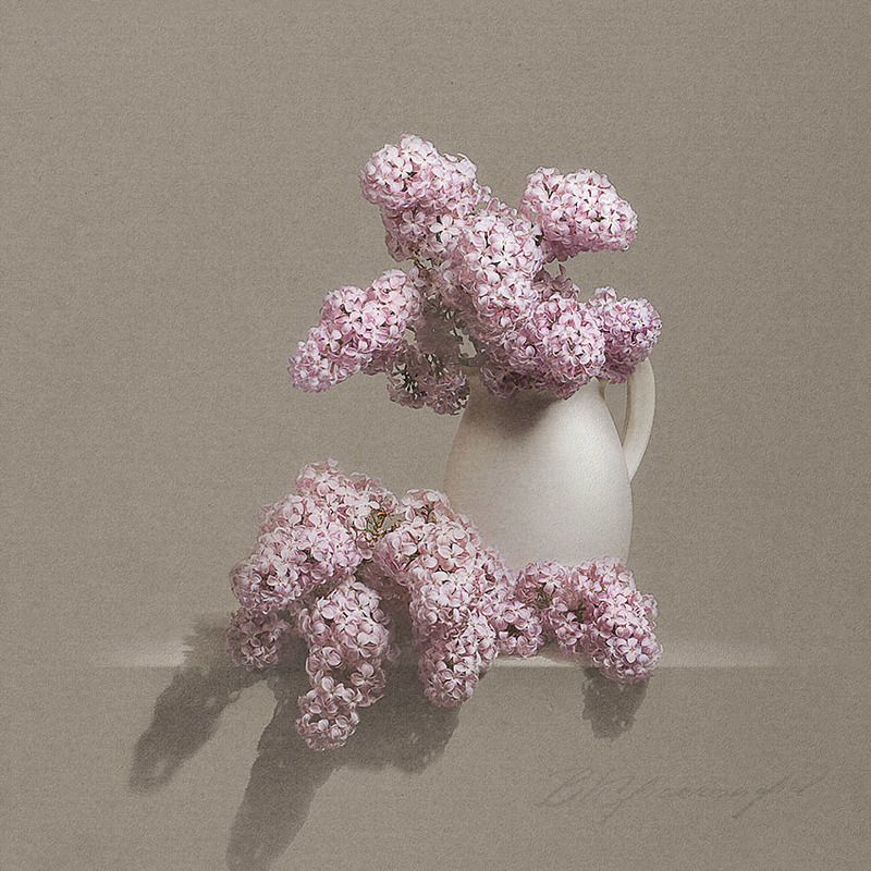 сирень фото превью