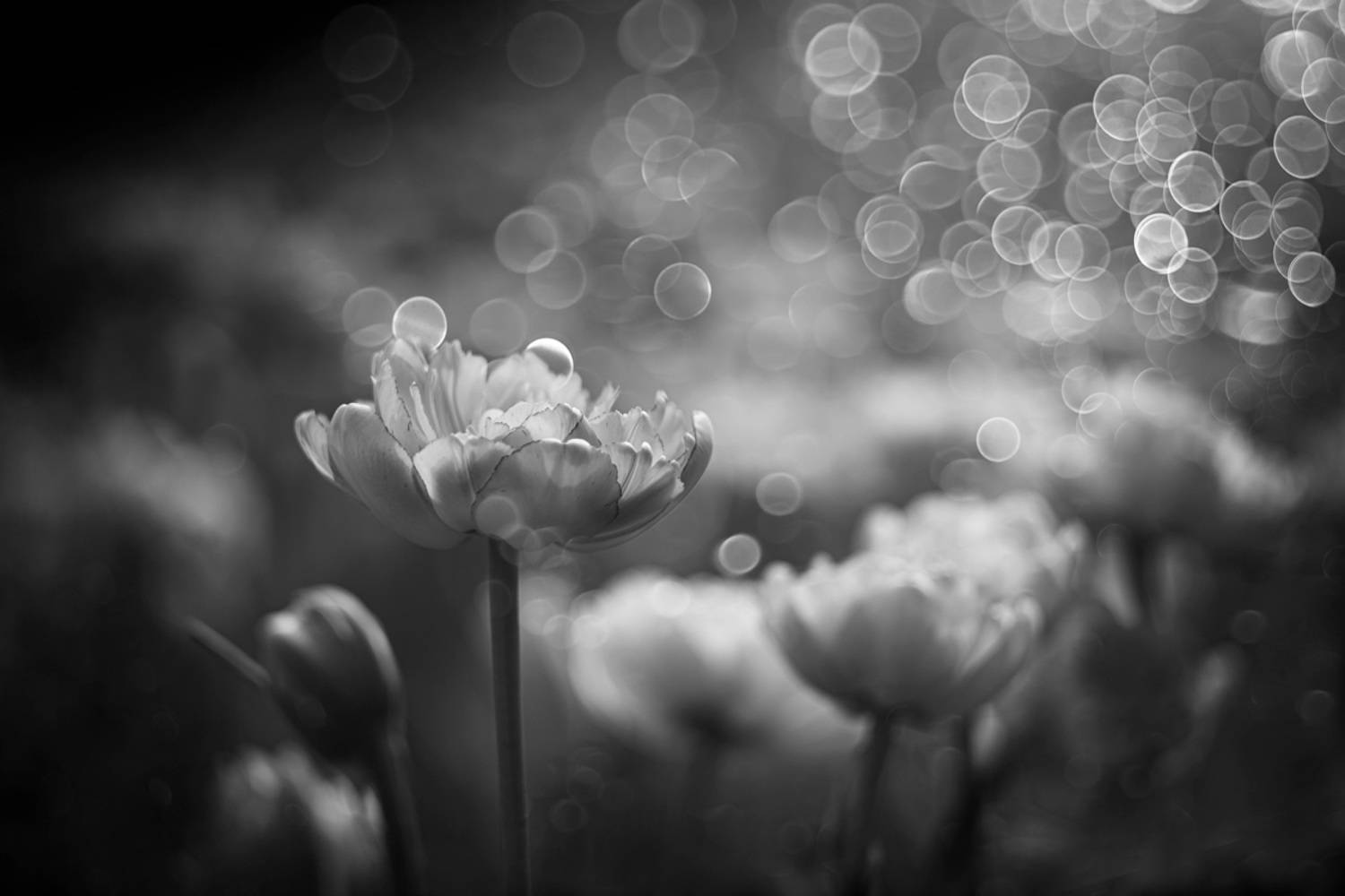 , Игорь Копцев